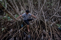Indonesia. Il contrabbando di mangrovie accelera gli effetti dei cambiamenti climatici