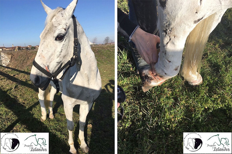 La pony salvata da Progetto Islander a Caluso