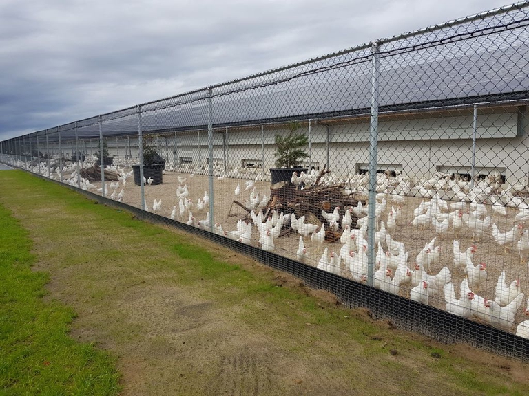 allevamento galline olanda ©www.kipster.farm