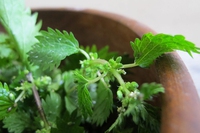 Antiparassitari naturali per l’orto: l’ortica