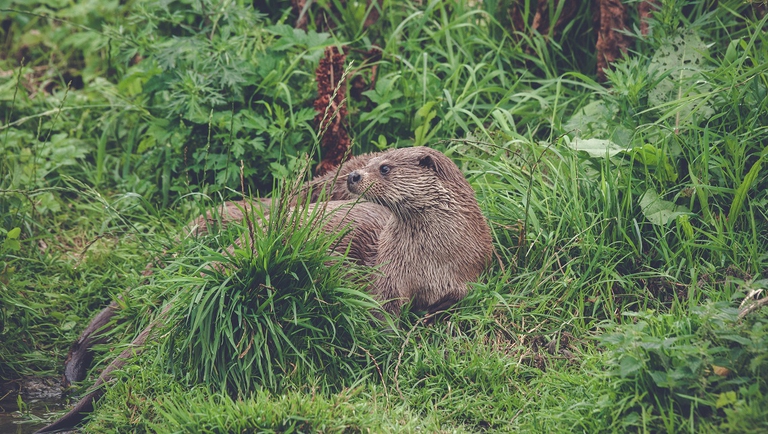 Aonyx cinerea nel suo habitat naturale
