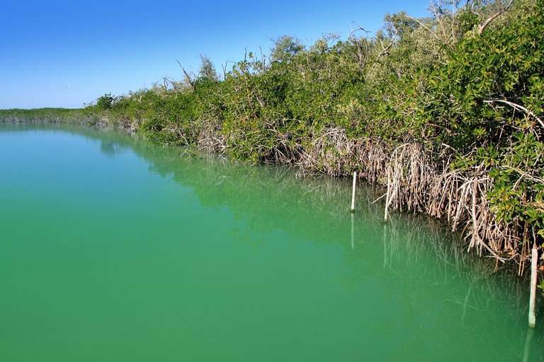 Mangrovie soluzioni basate sulla natura