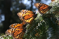 The disappearance of the monarch butterfly