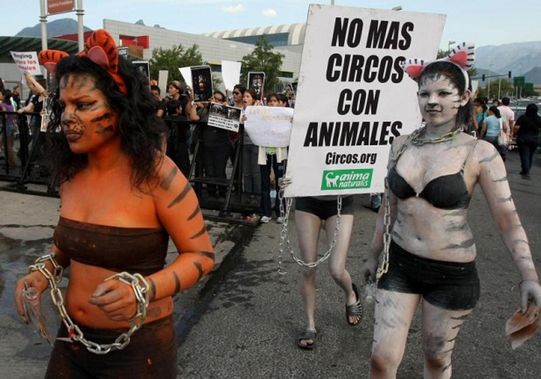 basta animali nei circhi