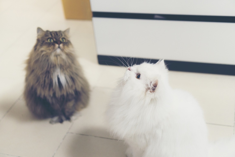 Due gatti persiani in attesa del pasto