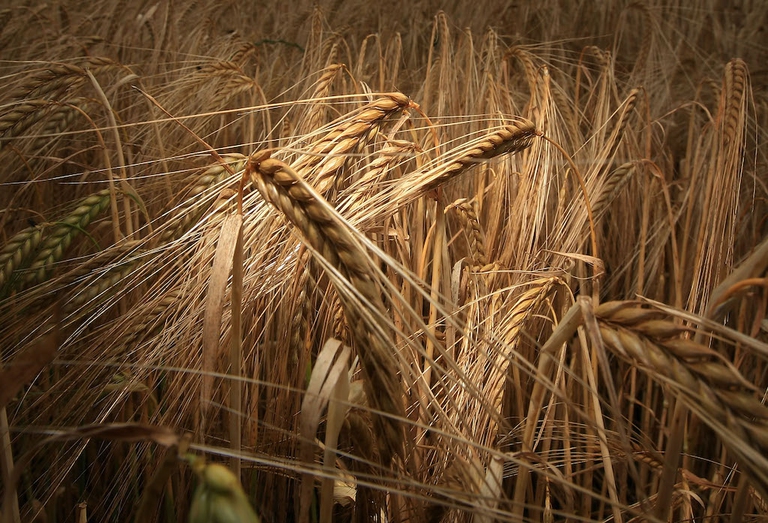 barley crops yield climate change beer
