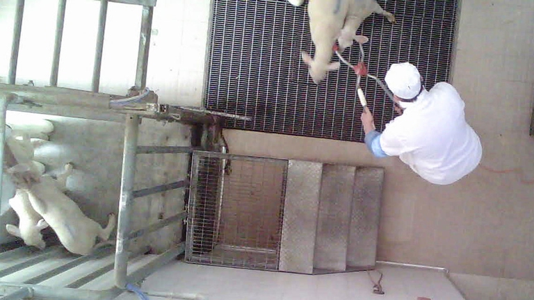 In alcuni macelli di agnelli in centro Italia sono state riscontrate inadempienze, in un'indagine di Essere animali © Essere Animali/Flickr