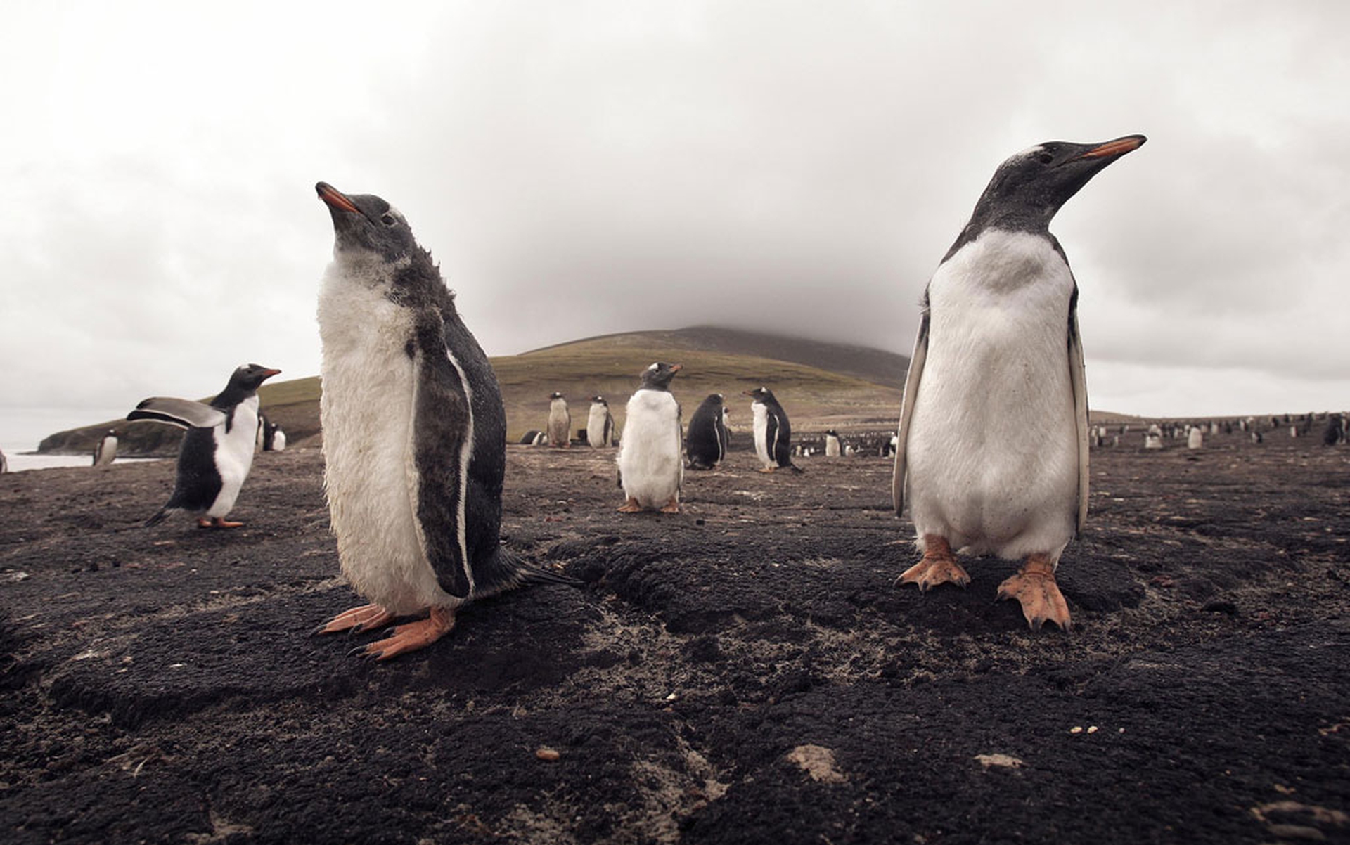 Il pinguino di Magellano