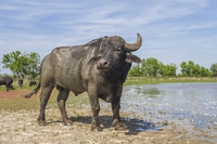 In Ucraina sono stati introdotti dei bufali per rinaturalizzare il delta del Danubio