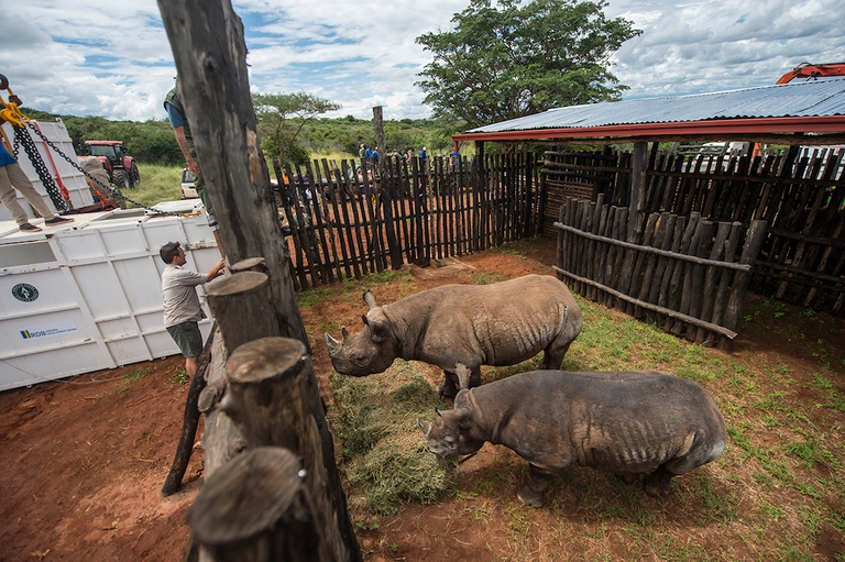 The reintroduction of black rhinos to Akagera © Gael Vande Weghe