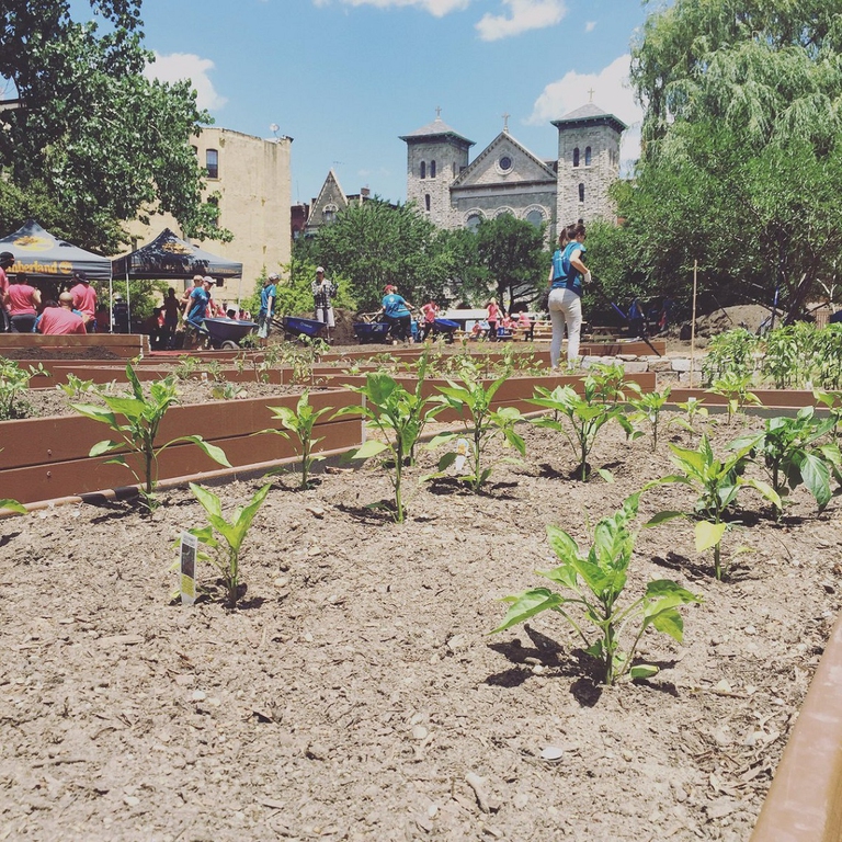 Nuove piante che crescono