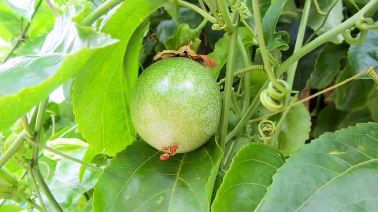 frutto della passione