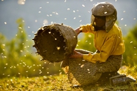 Al cinema il documentario Honeyland, allegoria sulla natura e il suo equilibrio
