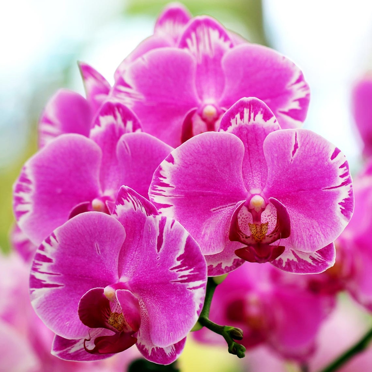 I bellissimi fiori dell'orchidea mintonia, ©Ingimage