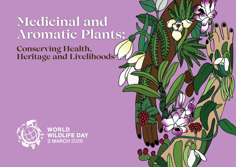 La Giornata mondiale della natura selvatica 2026 è dedicata alle piante medicinali e aromatiche