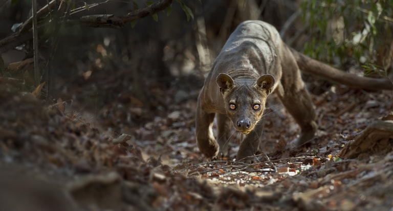 Maschio adulto di fossa