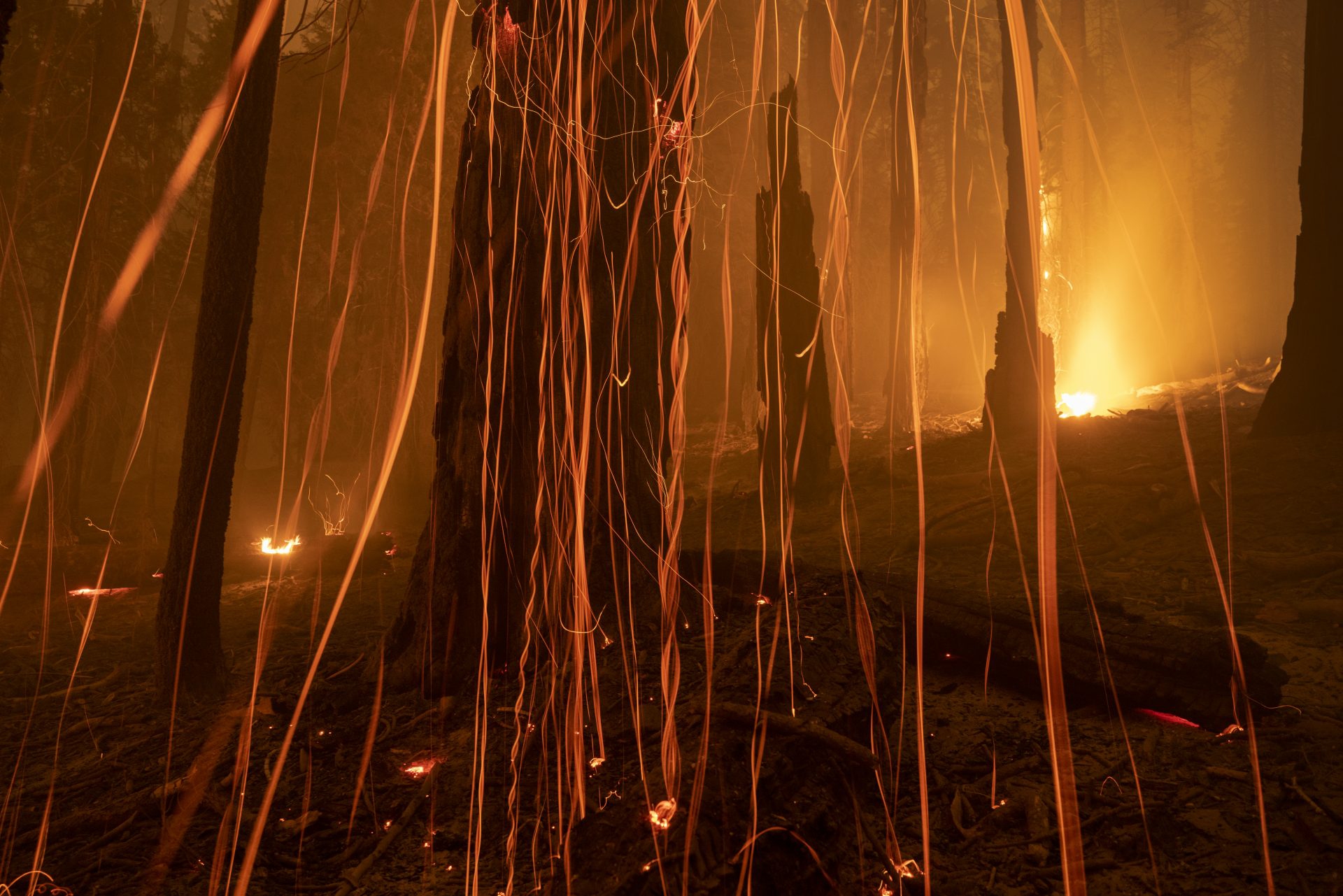 Le fiamme stanno divorando le sequoie più antiche del mondo