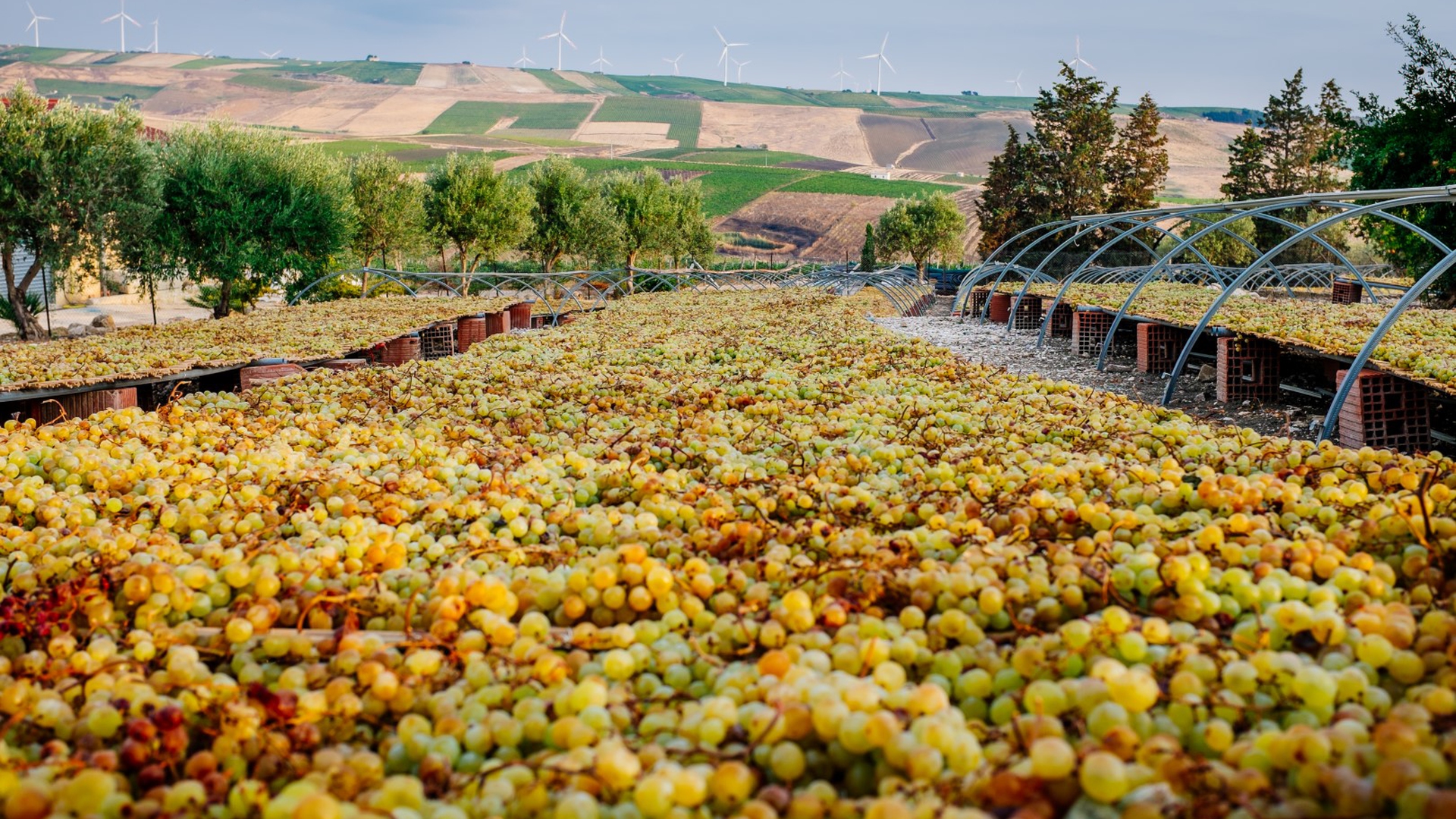 Il Giardino degli appassimenti a Borgo Guarini (2)
