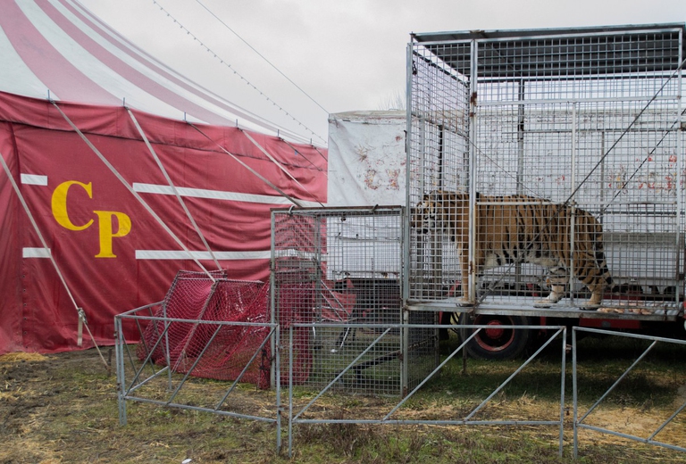 Una tigre in gabbia in un circo, Essere Animali