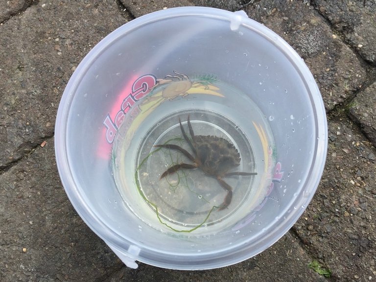 Granchio intrappolato in un secchiello