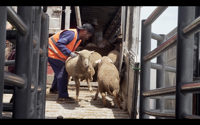 Un gruppo di pecore durante il trasporto di animali vivi