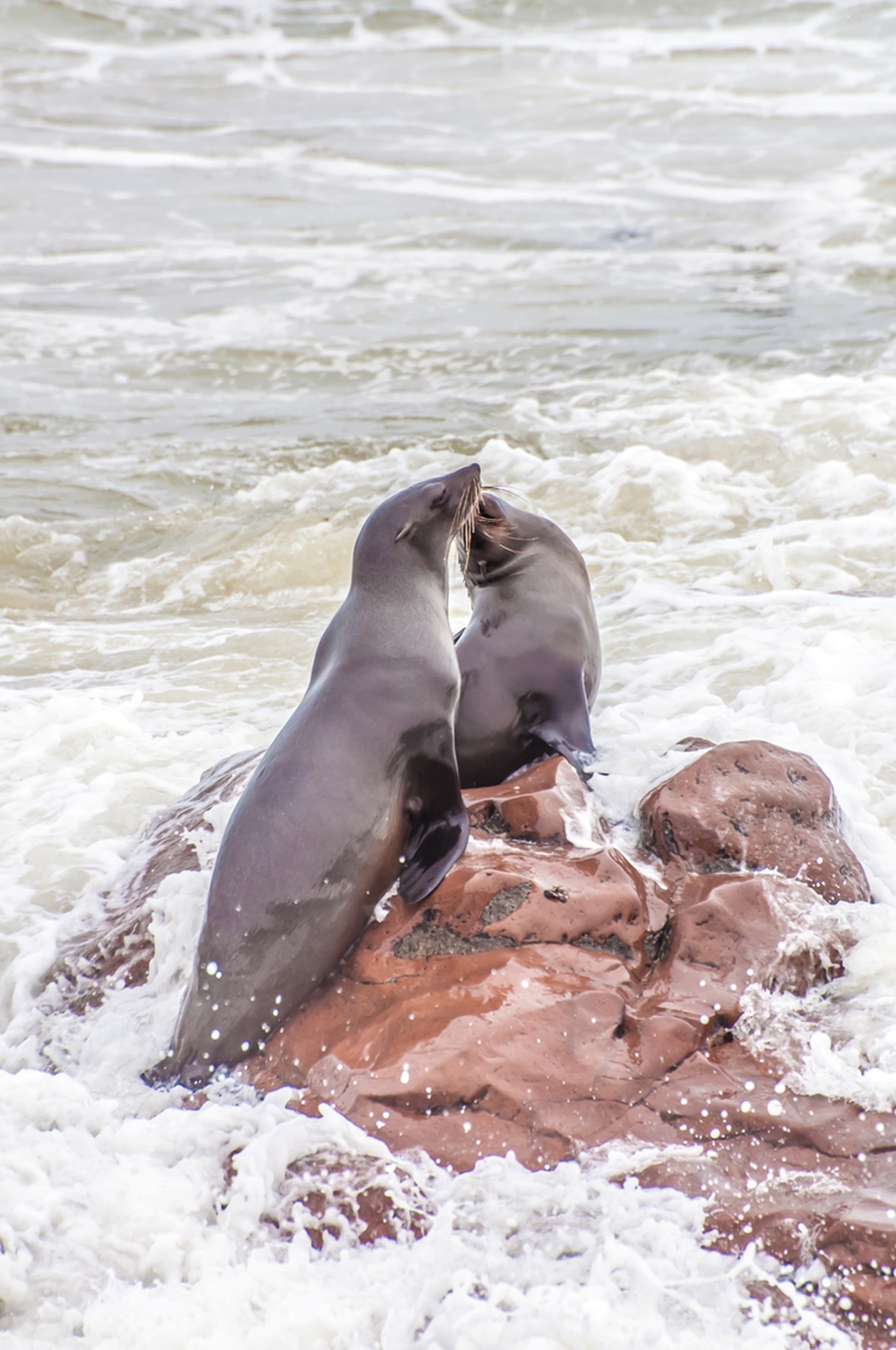 PCBs, the infamous chemicals that keep harming the environment