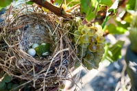 Firriato, dal bio alla carbon neutrality, la sfida della sostenibilità nel settore vitivinicolo
