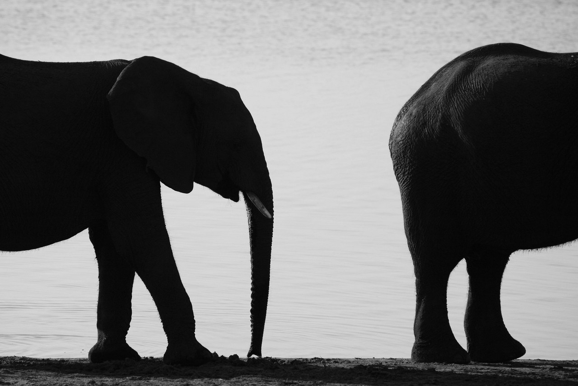 Andrea Micheli, Sermonti