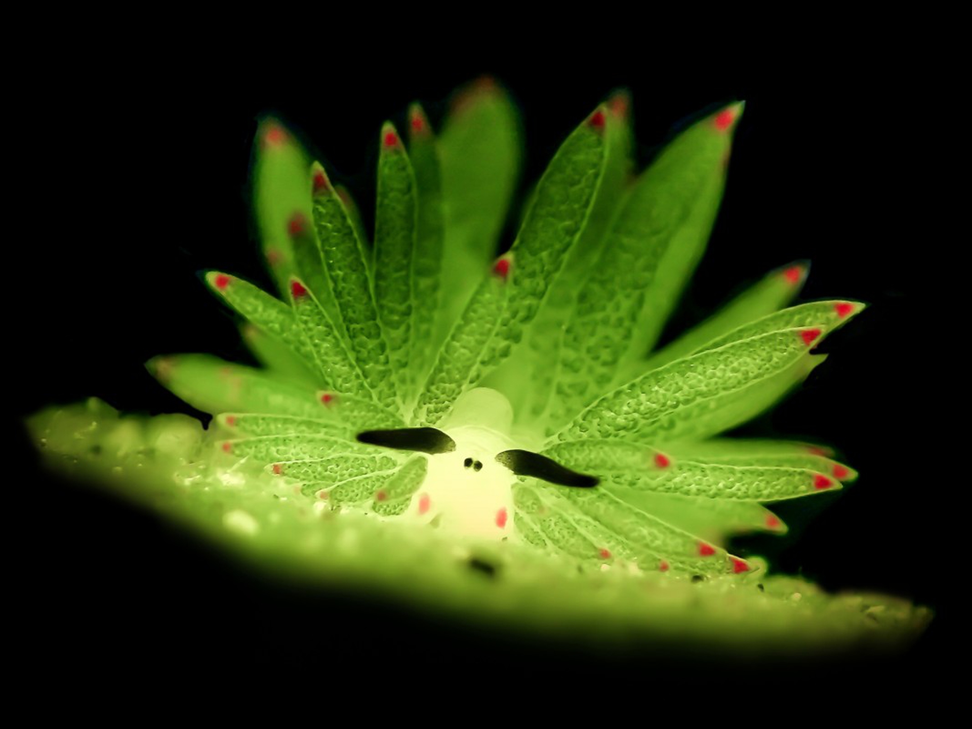 Man Bd, Underwater photographer of the year 2019