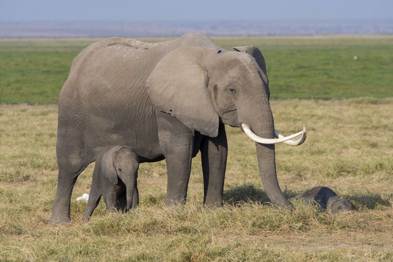 Due elefanti africani