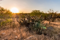 Il bioma della caatinga è uno dei più “forti” al mondo contro la crisi climatica