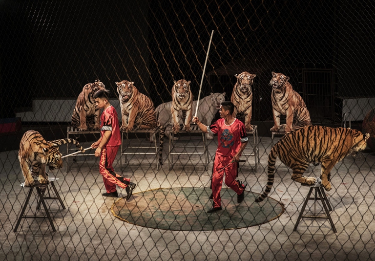 Tigri nei circhi durante uno spettacolo