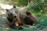 Dramma in Abruzzo, annegati tre orsi marsicani