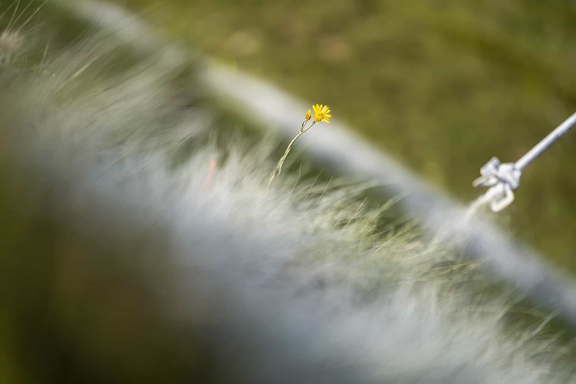 Saype, Une grande Dame