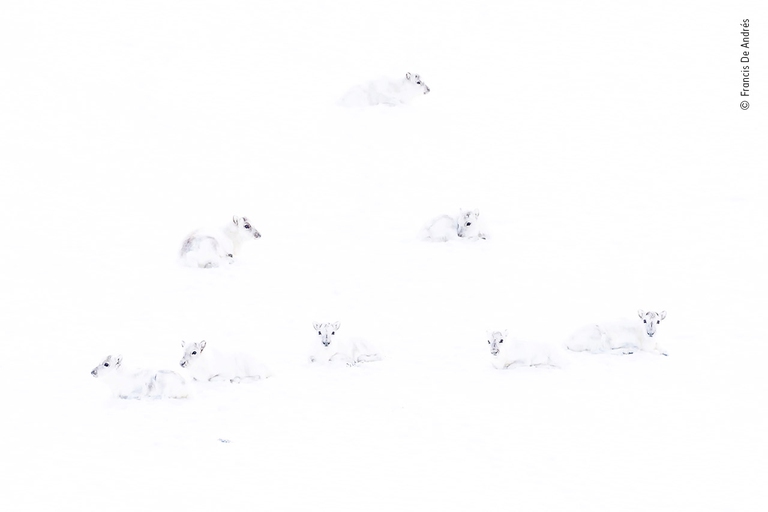 Lumix People Choice Award Wildlife Photographer of the Year