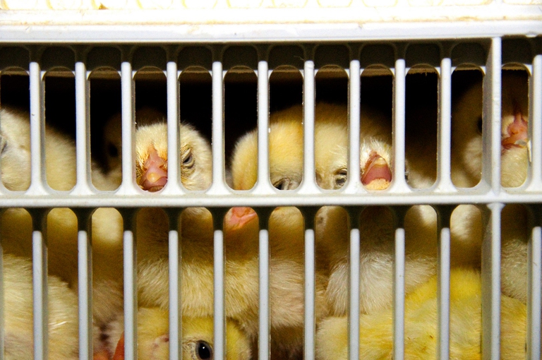 New technologies provide hope for newborn chicks