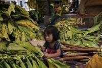 Indonesia, dove i bambini si ammalano per raccogliere tabacco