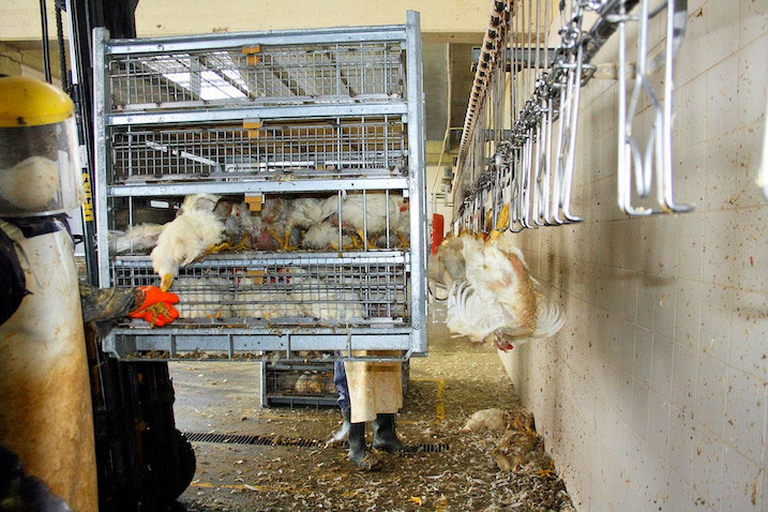 Dietro all’allevamento dei polli, in Italia, si celano sofferenza, torture e maltrattamenti: a rivelarlo è l’associazione Animal Equality. Eppure si continua a sbandierare l’eccellenza del nostro Paese.