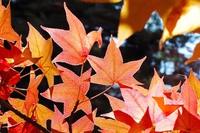 Gone with the wind: how to make the most of your autumn garden