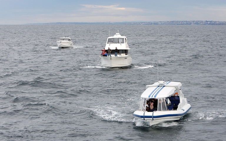 Whale watching in Giappone