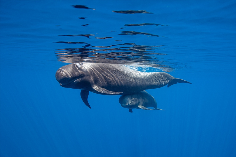 globicefali a Tenerife