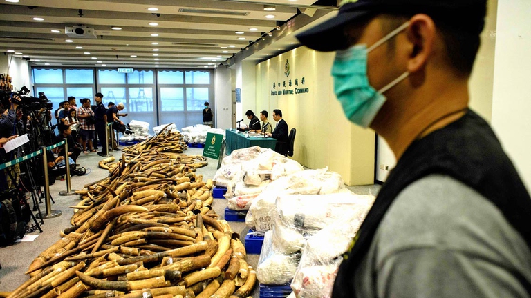 Luglio 2017, sequestro record di avorio delle autorità di Hong Kong: si tratta di circa 7,2 tonnellate di zanne d’elefante, per un valore di mercato pari a 8 milioni di euro, il più ingente degli ultimi trent’anni. L’avorio è stato scovato in una spedizione proveniente dalla Malesia etichettata come pesce surgelato: all’interno di un container c’erano circa mille scatole con qualche pezzo di pesce per nascondere l’avorio. Il materiale potrebbe provenire da circa 720 diversi elefanti.