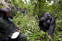 Virunga National Park, six rangers killed while protecting gorillas