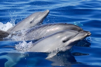 Tenerife è un paradiso per i cetacei e per la loro osservazione. Ora è certificato