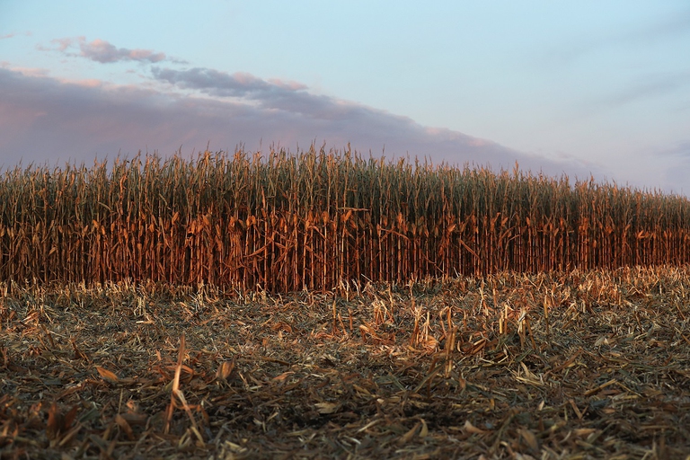 Piantagione di mais nell'Iowa