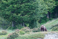 Nel cuore selvaggio dell’Abruzzo, l’orso bruno marsicano ci insegna la coesistenza pacifica tra natura e uomo