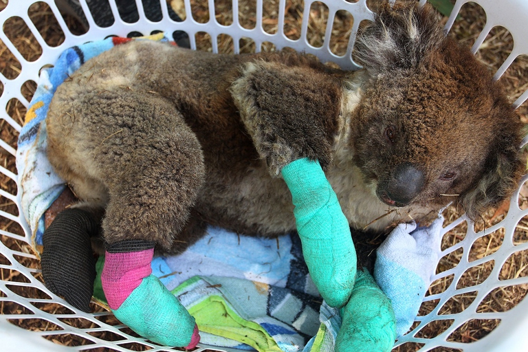 Il governo australiano ha classificato i koala tra le specie a rischio di estinzione