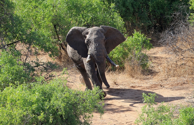 Elefante nella savana