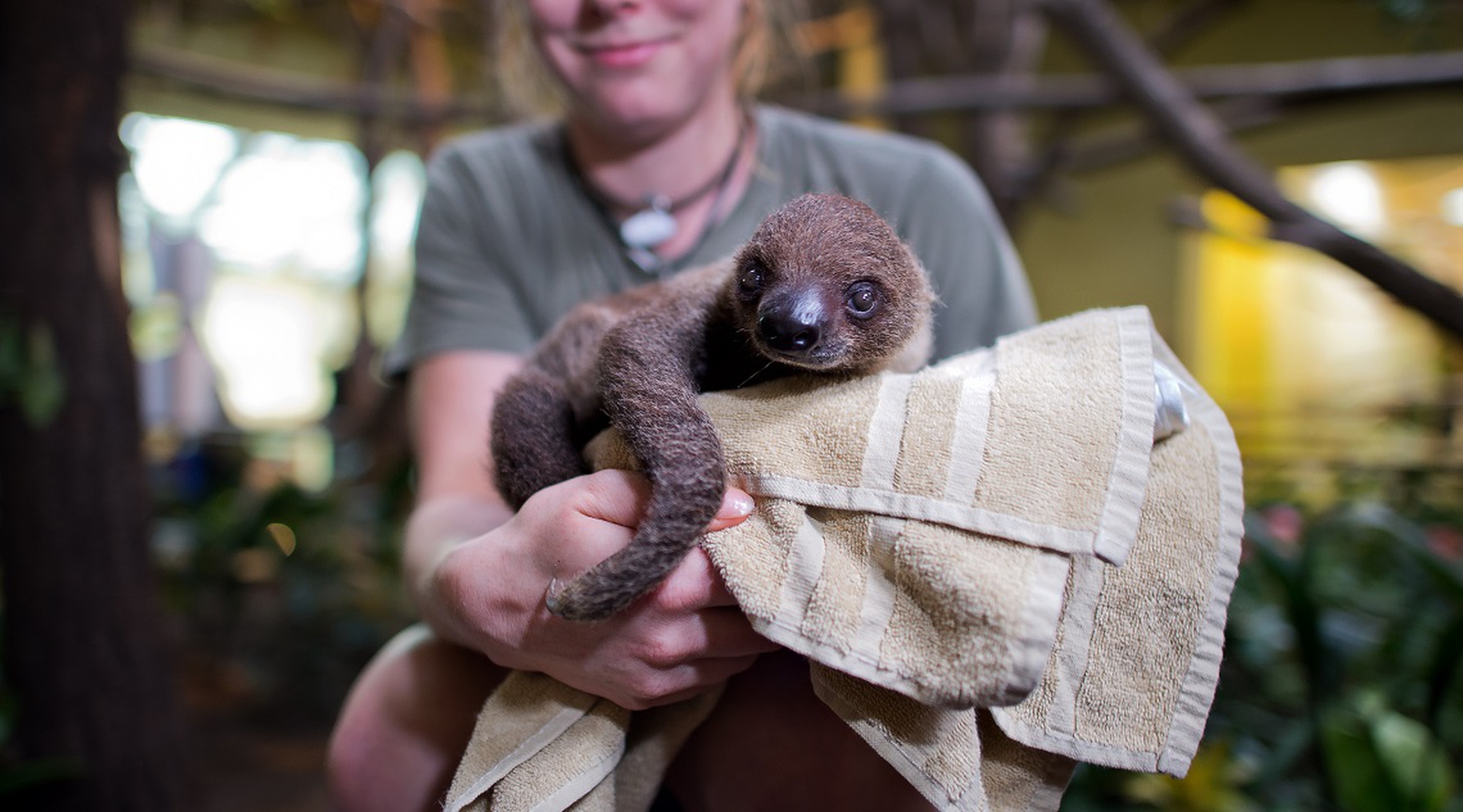 cucciolo-bradipo-bidattilo