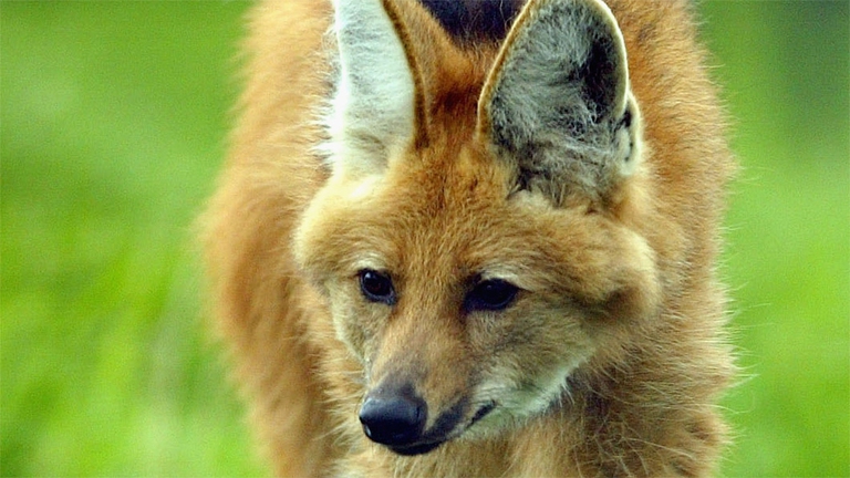 Un cucciole di crisocione. ©Christopher Furlong